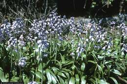 Image of Hispanic hyacinthoides