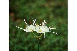 Image of spring spiderlily