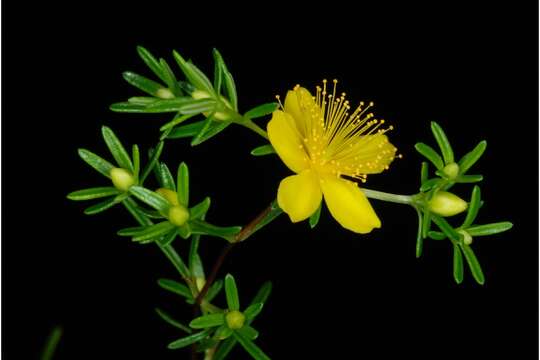 Image of sandhill St. Johnswort