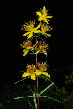 Image of sandhill St. Johnswort