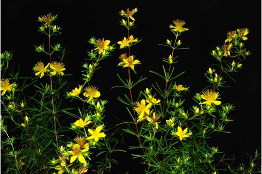 Image of sandhill St. Johnswort