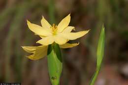 Image of Mexican yellow star-grass