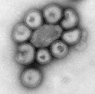 Слика од грипни вируси