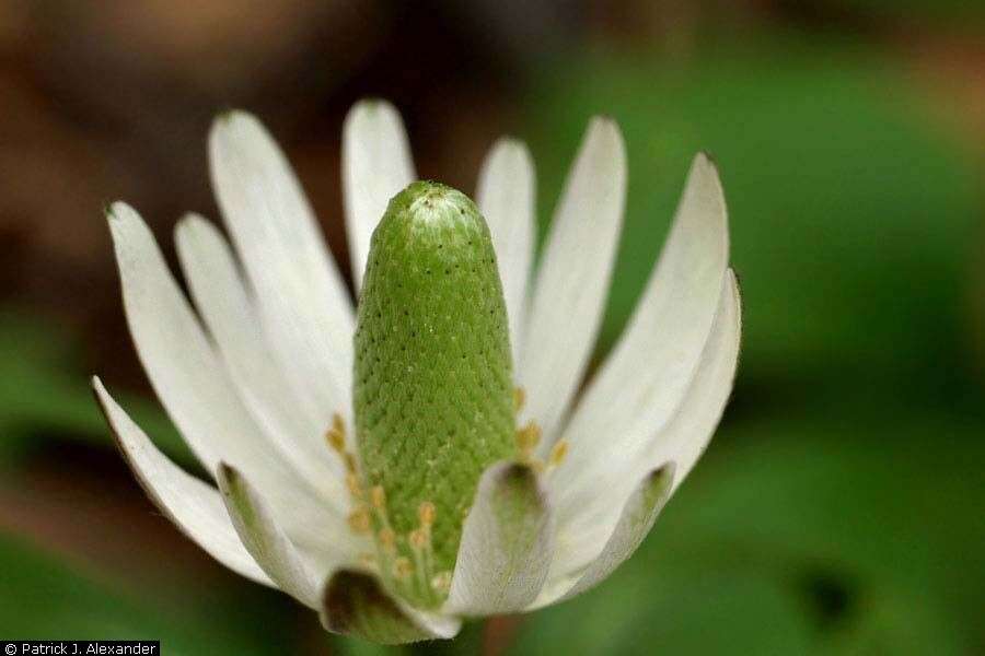 Image of tenpetal thimbleweed