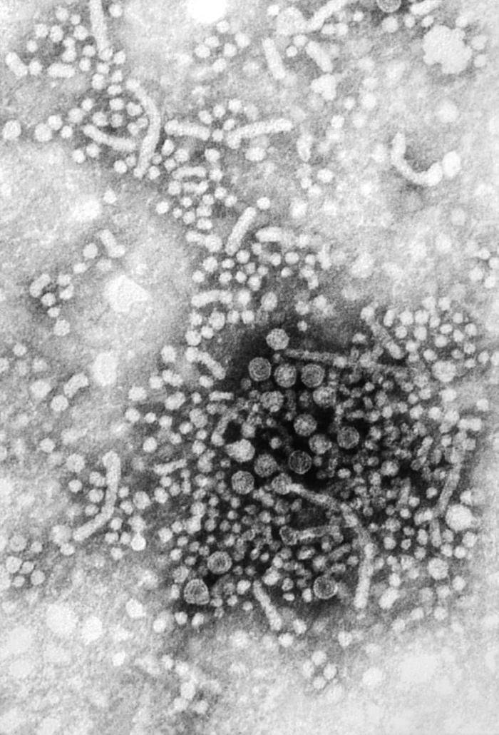 Image of hepatitis viruses group