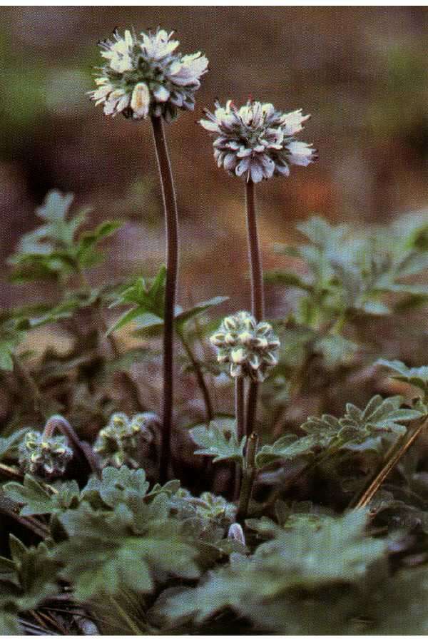 Imagem de Hydrophyllum occidentale (S. Wats.) A. Gray