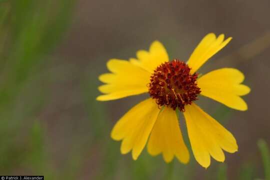 Image of bitter rubberweed