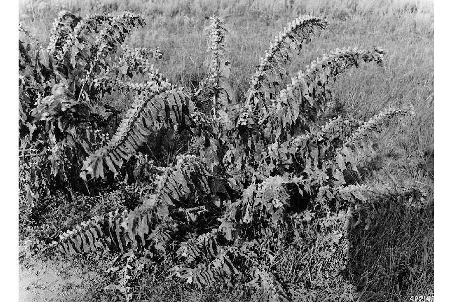 Image of henbane