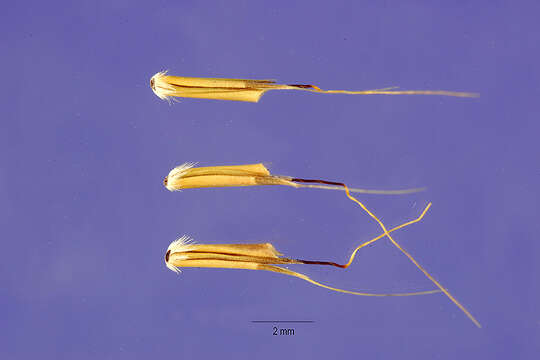 Imagem de Schizachyrium brevifolium (Sw.) Buse