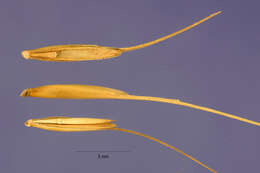 Imagem de Elymus hystrix var. hystrix