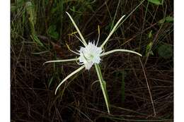 Image of alligatorlily