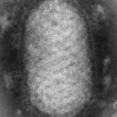 Image of Parapoxvirus