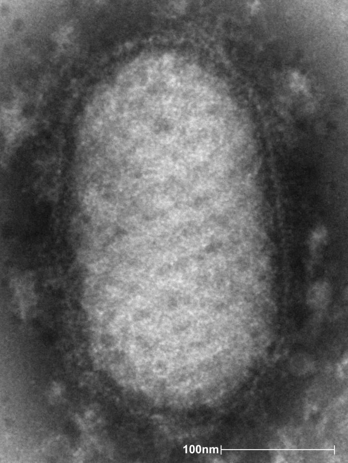 Image of Chordopoxvirinae