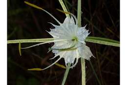 Image of alligatorlily