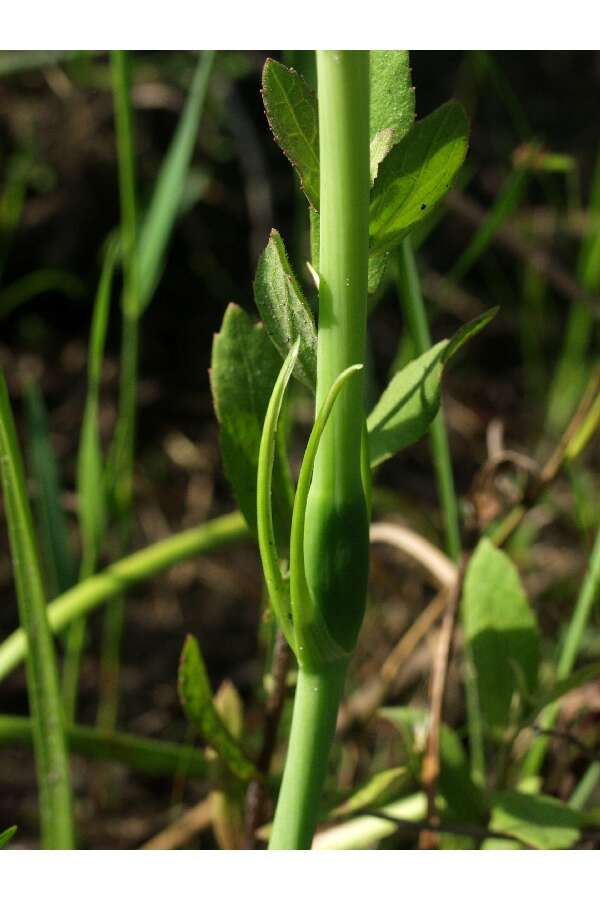 Image of alligatorlily