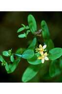 Image de Hypericum punctatum Lam.