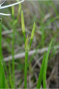 Image of dwarf spiderlily