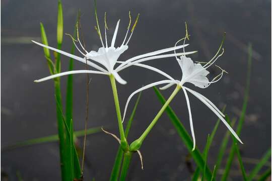 Image of dwarf spiderlily