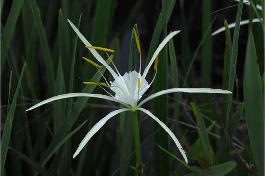 Image of dwarf spiderlily