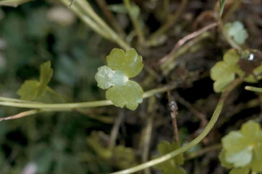 Imagem de Hydrocotyle ranunculoides L. fil.