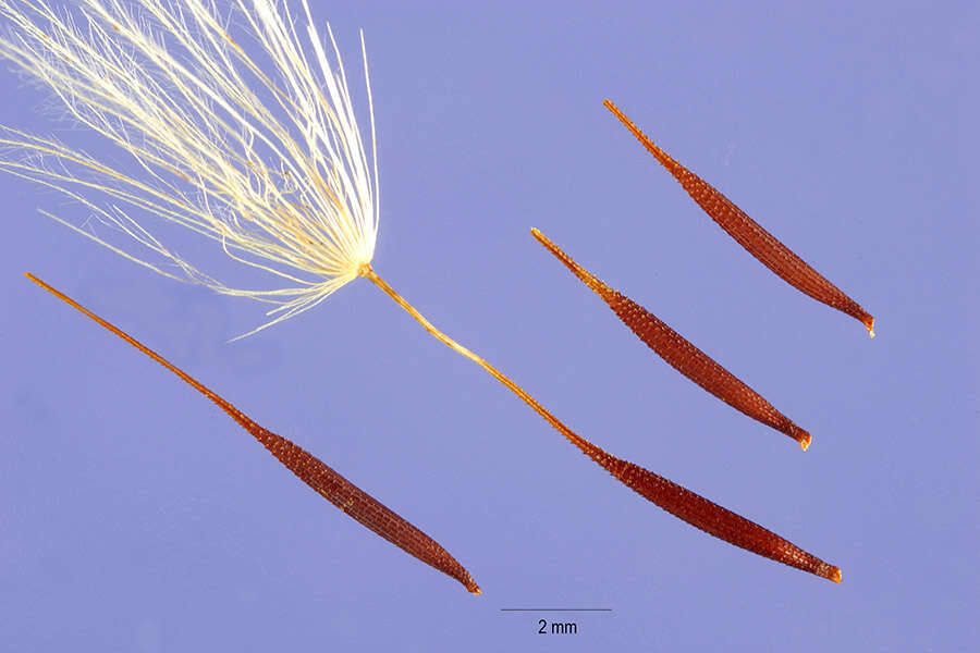 Image of Hairy Cat's-Ear
