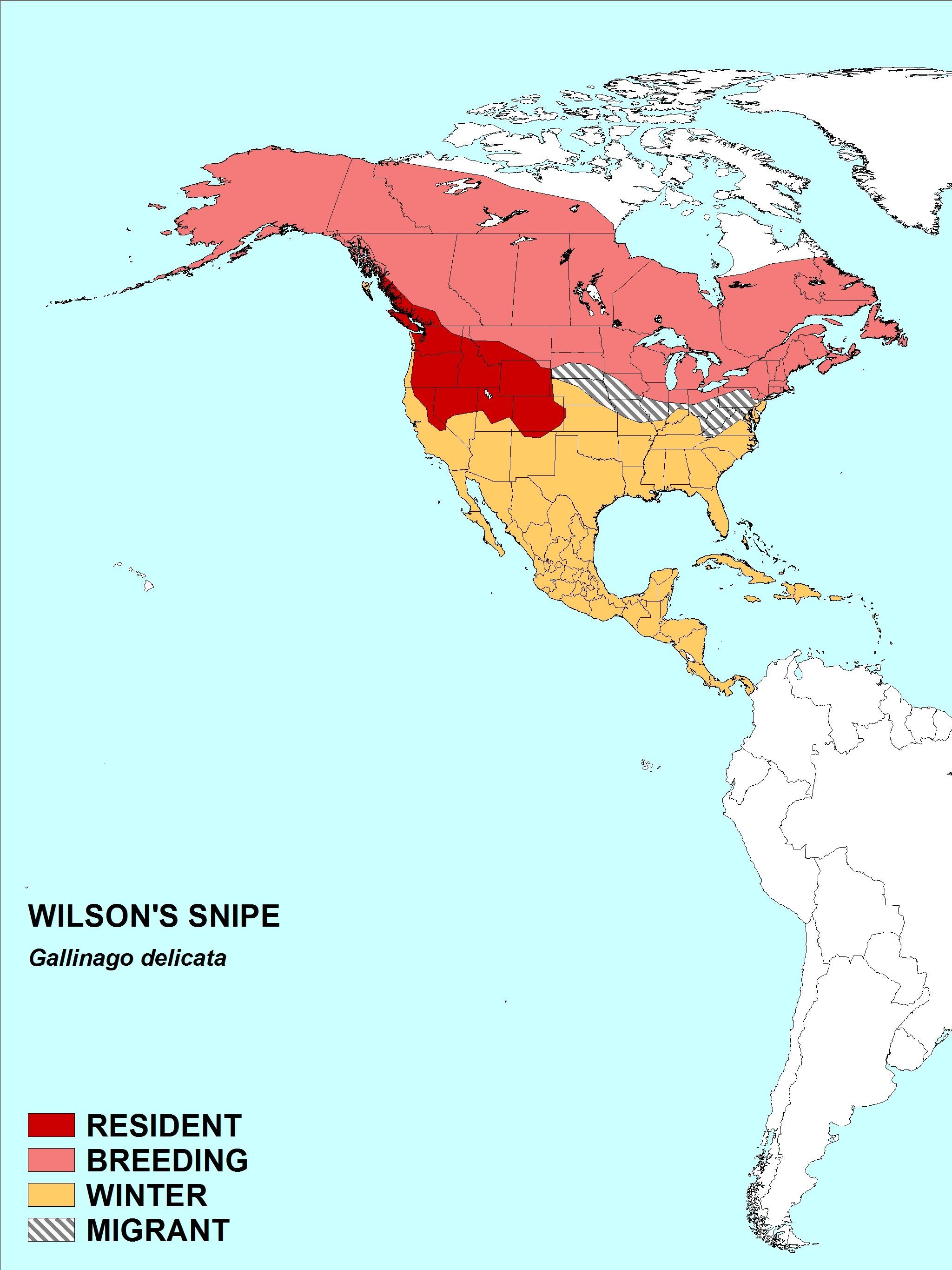 Image of Wilson's Snipe