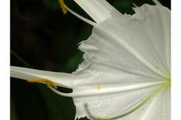 Image of streambank spiderlily