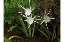 Image of streambank spiderlily