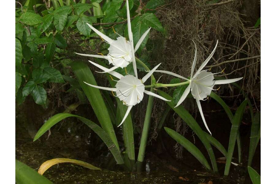 Image of streambank spiderlily