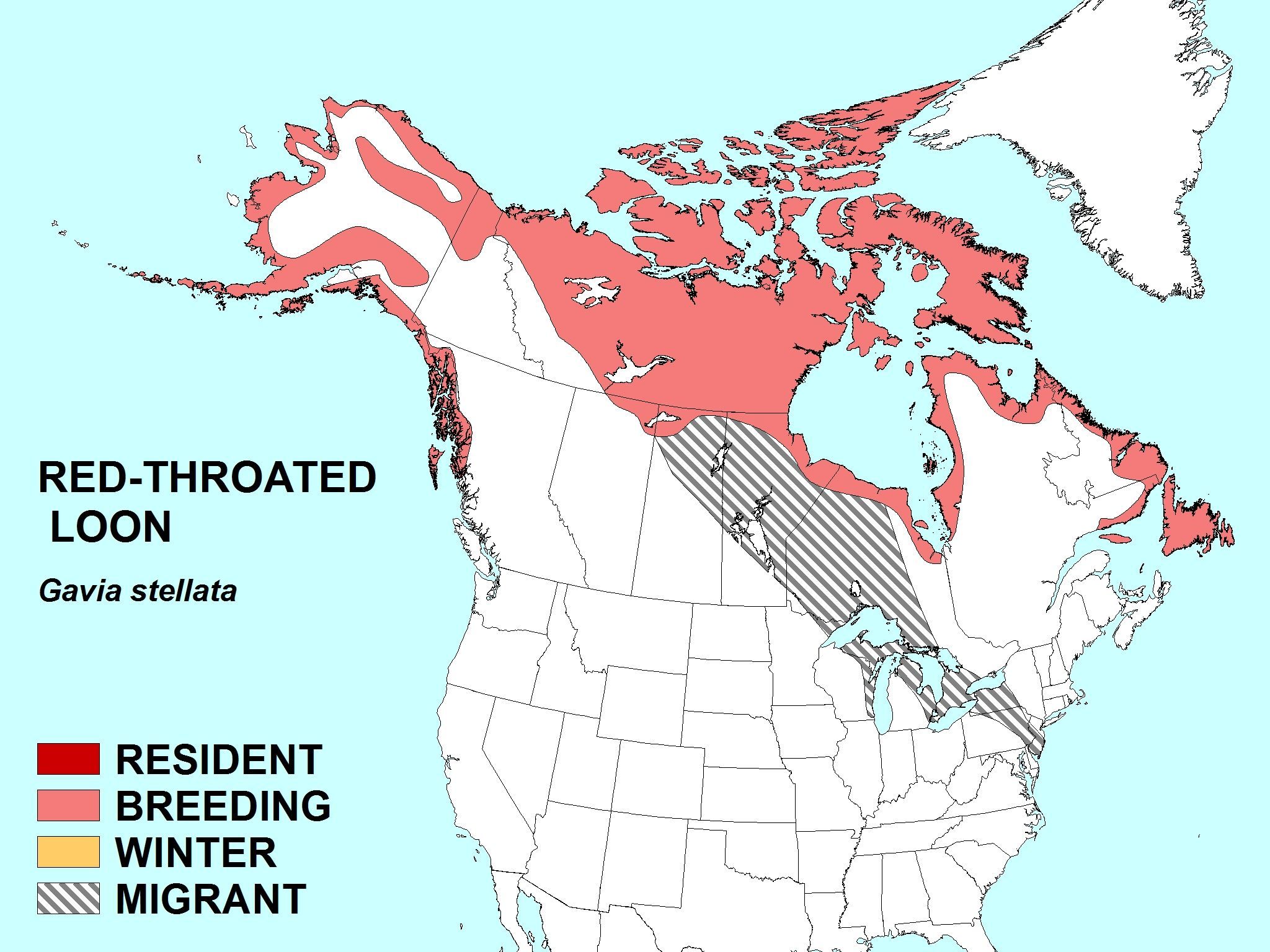 Image of loons