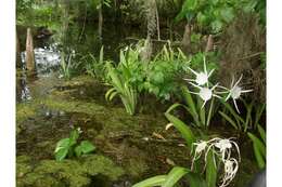 Image of streambank spiderlily