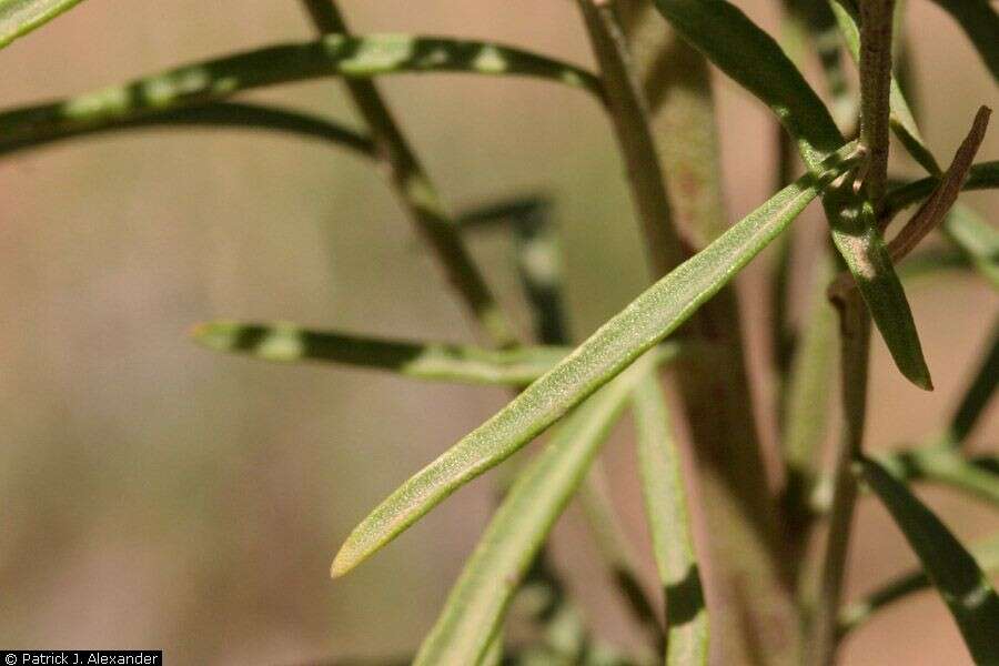 Hymenoxys rusbyi (A. Gray) Cockerell resmi