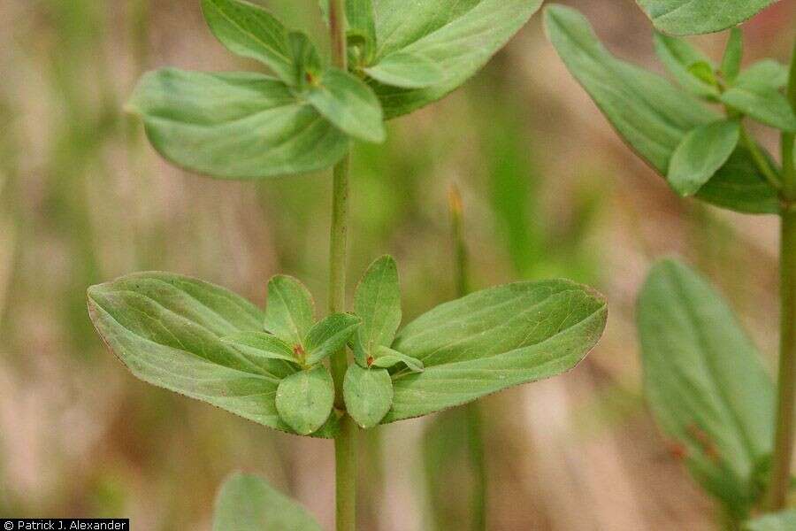 Image de Hypericum scouleri Hook.