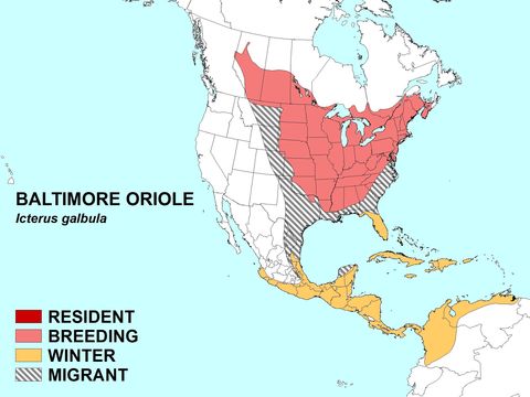 Image of New World orioles