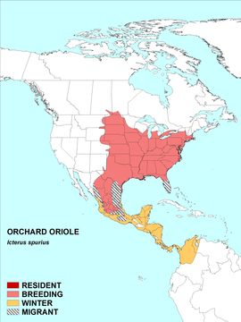 Image of New World orioles