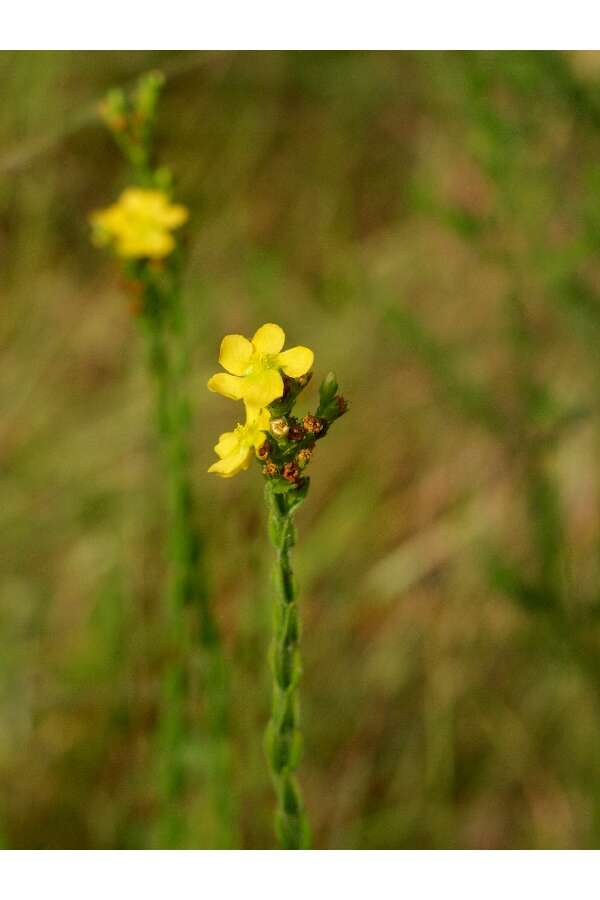 Image de Hypericum setosum L.