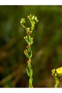 Image de Hypericum setosum L.