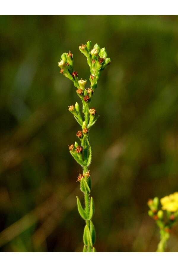 Image de Hypericum setosum L.