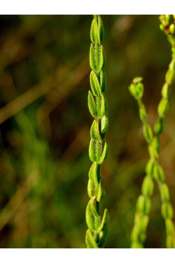 Image de Hypericum setosum L.