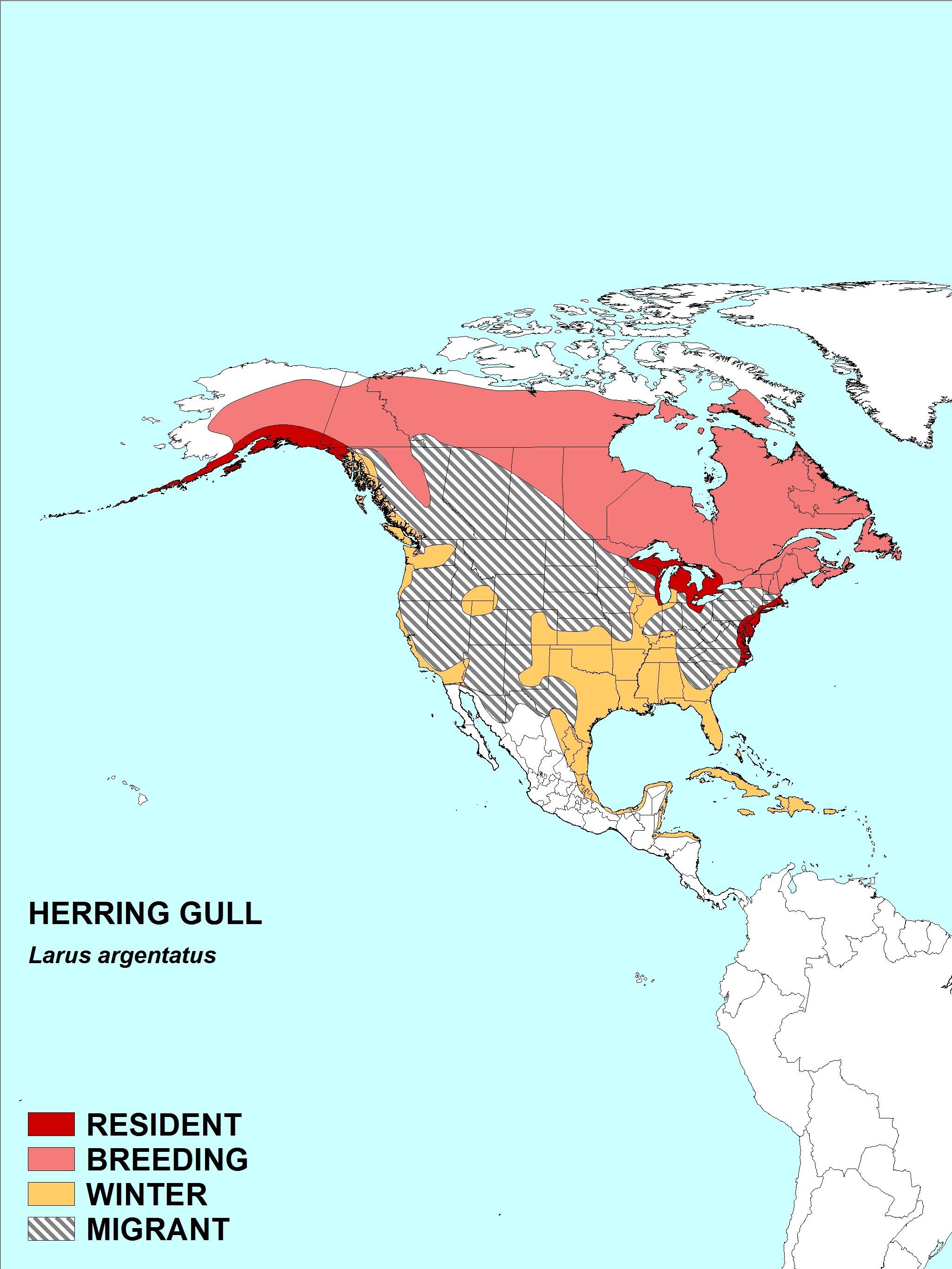 Image of European Herring Gull