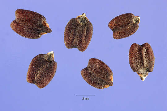 Image of Pignut