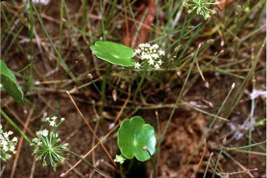 Imagem de Hydrocotyle umbellata L.