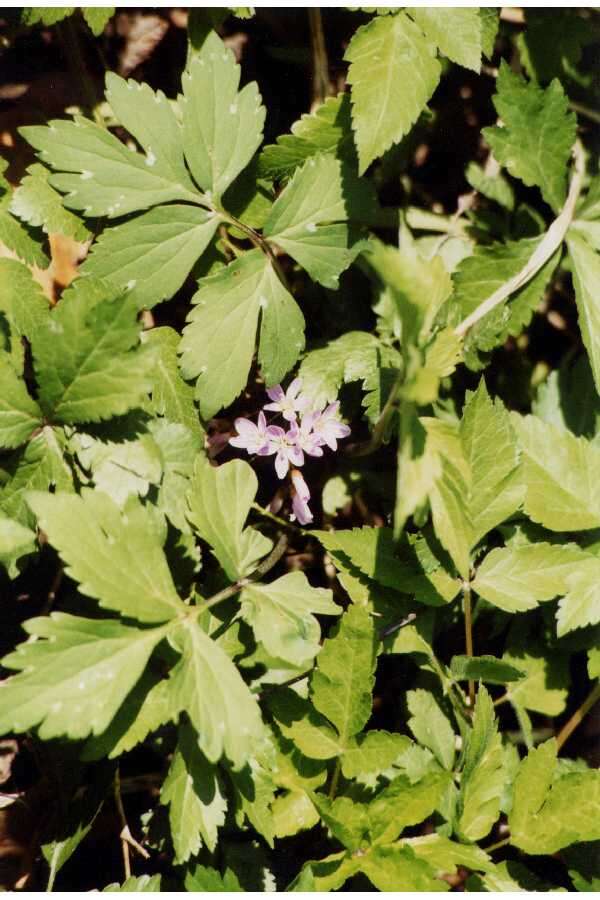 Image of eastern waterleaf