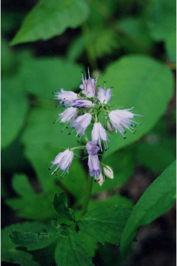 Image of eastern waterleaf