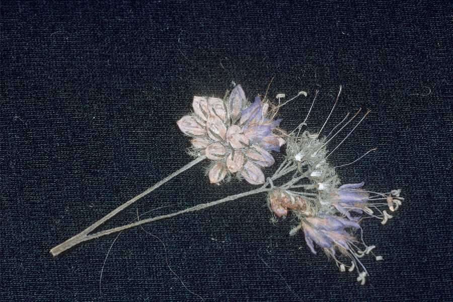 Image of eastern waterleaf