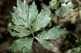 Image of eastern waterleaf