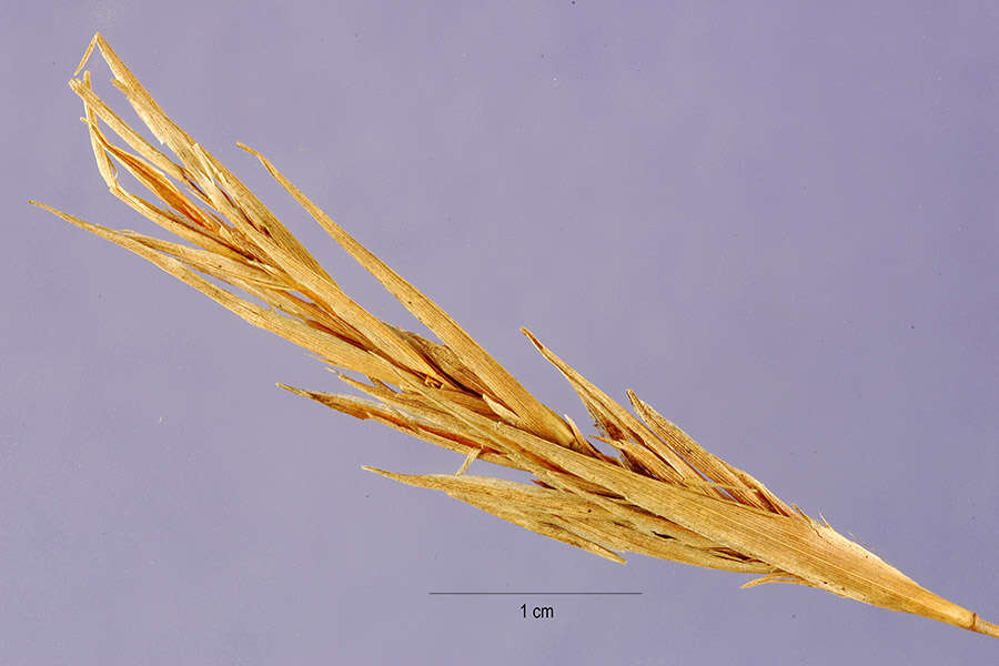 Image of West Indian-Bluestem