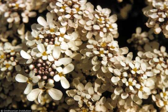 Image of Gibraltar candytuft