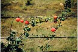 Image of Snake-apple