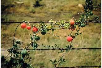 Ibervillea lindheimeri (A. Gray) Greene的圖片